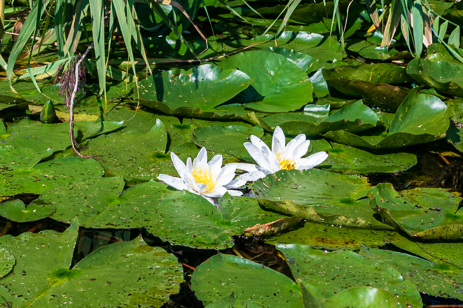 Kajaktour Leutstettner Moos 21.08.2022